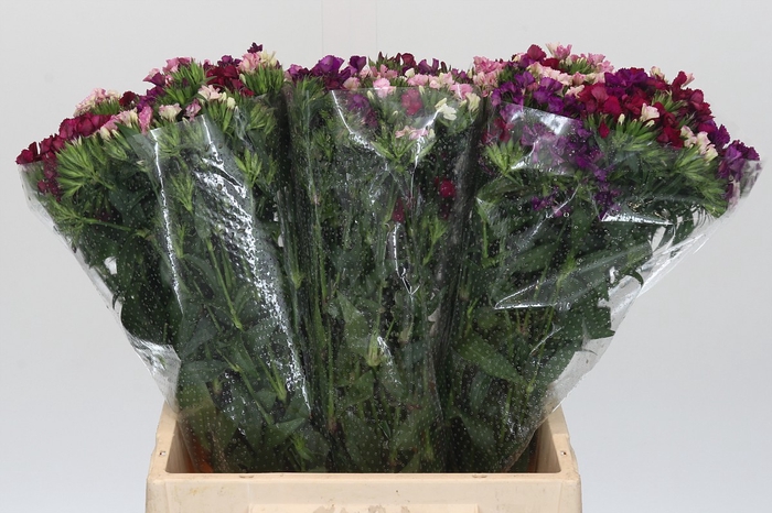 <h4>Dianthus Br Gemengd</h4>