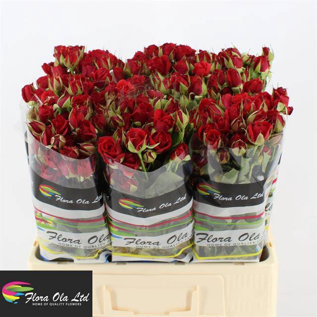 <h4>Rosa spray mirabel</h4>