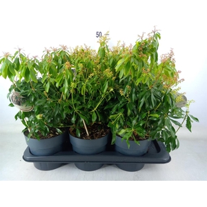 Pieris japonica 'Rosalinda'