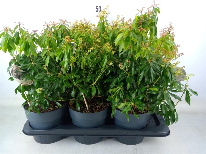 <h4>Pieris japonica 'Rosalinda'</h4>