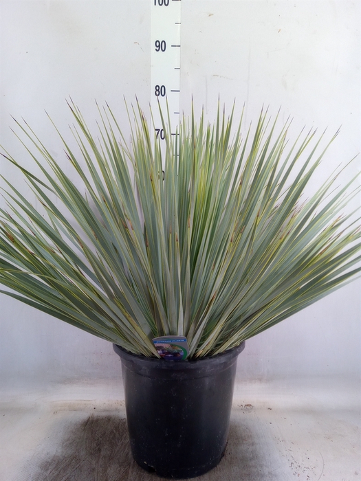 <h4>Yucca rostrata</h4>