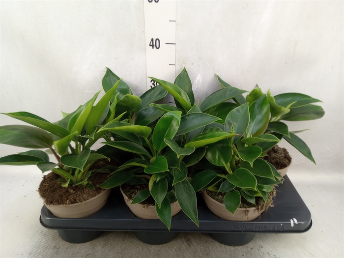 <h4>Philodendron  'Green Princess'</h4>