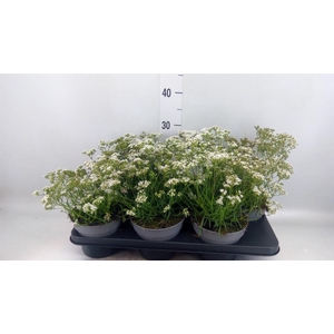 Gypsophila panic. 'Fairy Perfect'