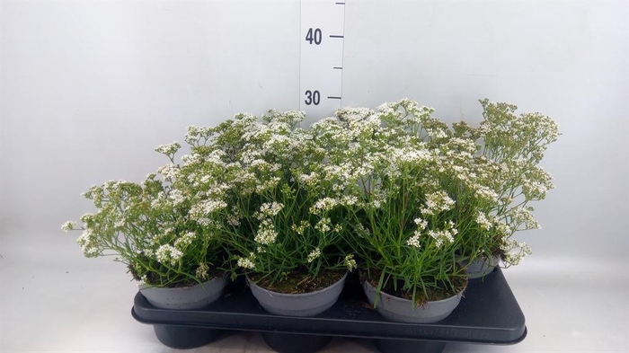 <h4>Gypsophila panic. 'Fairy Perfect'</h4>