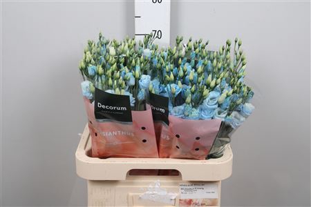 <h4>Eus G Rosi Sweet Blue</h4>