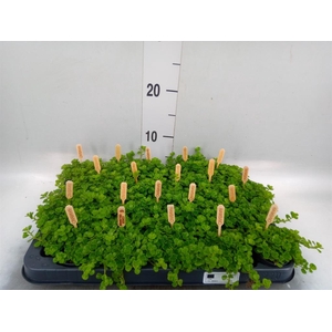 Pilea depressa