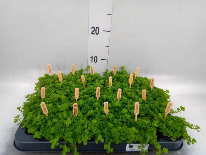 <h4>Pilea depressa</h4>