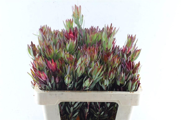 <h4>Leucad Sal Blush Ex</h4>