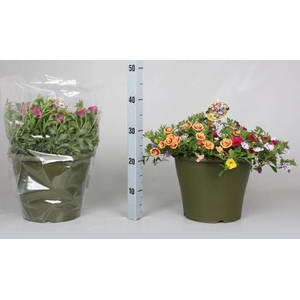 CALIB MINIF GEM POT