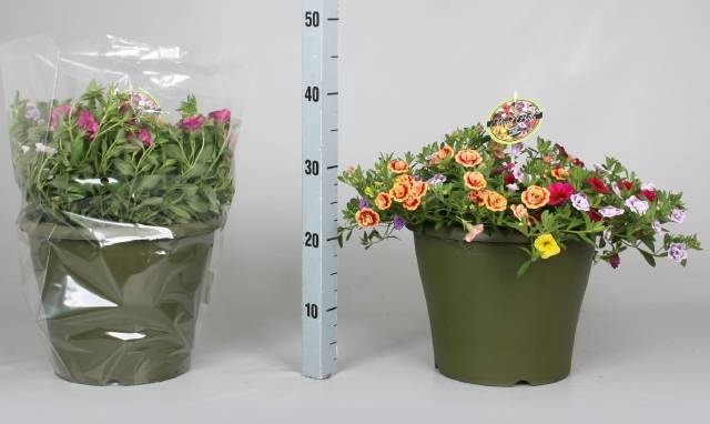 <h4>CALIB MINIF GEM POT</h4>