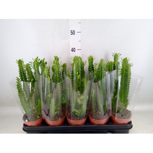 Euphorbia trigona