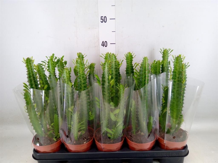 <h4>Euphorbia trigona</h4>