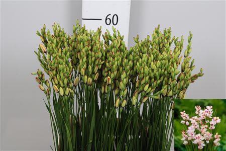 <h4>Ixia Spotlight</h4>