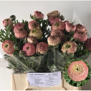 RAN AAZUR ANTIQ ROSE