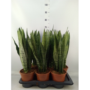 Sansevieria zeylanica