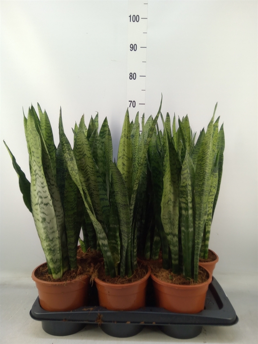 <h4>Sansevieria zeylanica</h4>