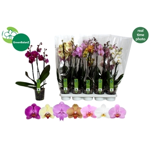 PHAL GEM 7 KL