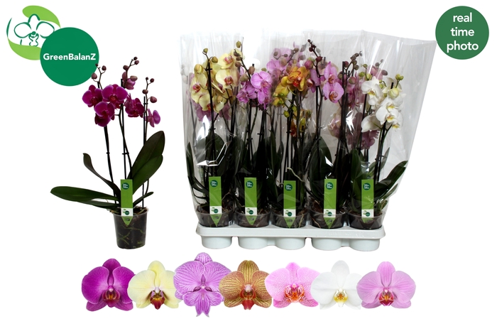 <h4>PHAL GEM 7 KL</h4>