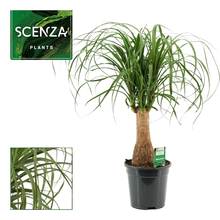 <h4>Beaucarnea recht 17 cm (Scenza)</h4>