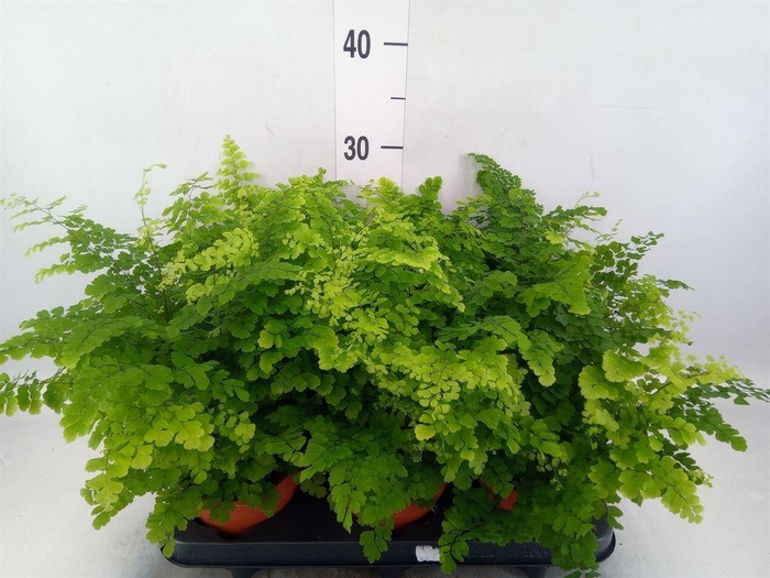 <h4>Adiantum raddi. 'Fritz-Luthi'</h4>
