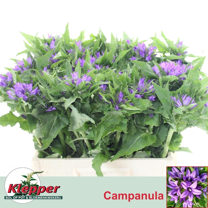 <h4>CAMP GL ANOESKA</h4>