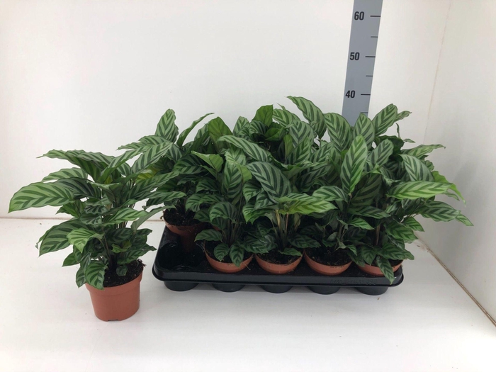 <h4>Calathea Freddie</h4>