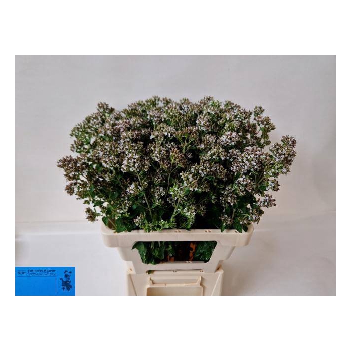 <h4>ORIG VU WHITE CHARM</h4>