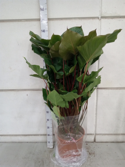 <h4>Homalomena rubescens 'Maggy'</h4>