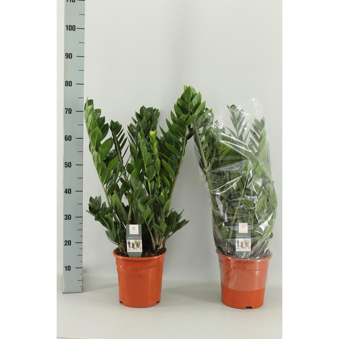 <h4>ZAMIO ZAMIIFOLIA</h4>