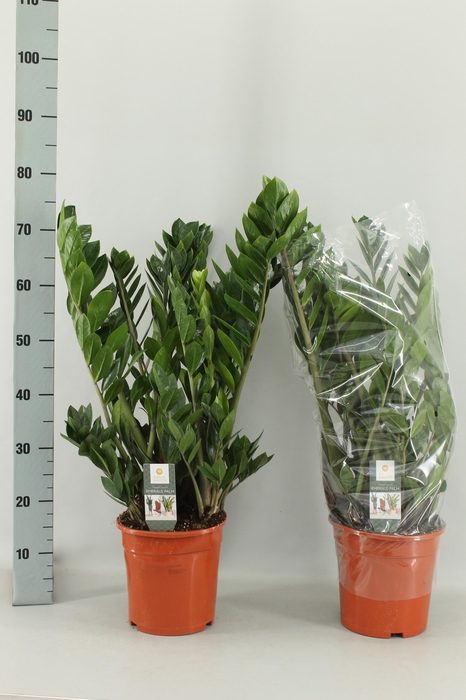 ZAMIO ZAMIIFOLIA