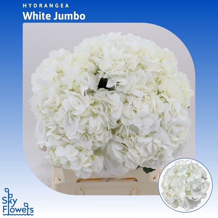 <h4>Hydrangea White</h4>