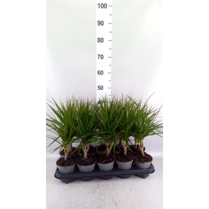 Dracaena marg.