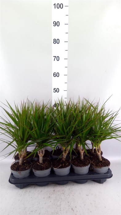 <h4>Dracaena marg.</h4>