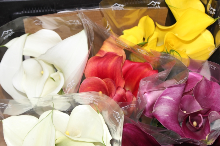 <h4>CALLAS EXOTIC VARIADA 040 CM</h4>