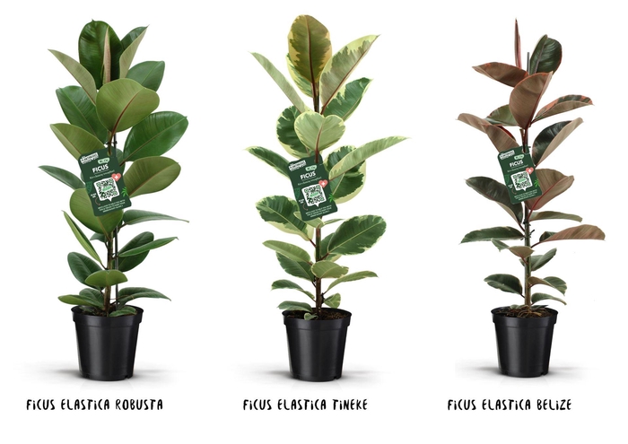 <h4>Ficus elastica</h4>