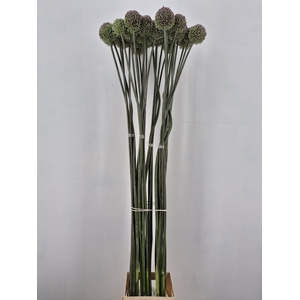 ALLIUM GVREUS XL