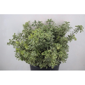 Pitto Nigra 150gr P Bunch