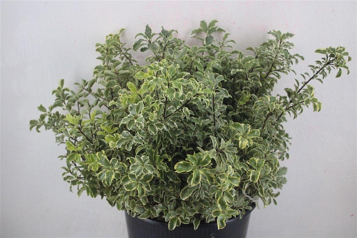 <h4>Pitto Nigra 150gr P Bunch</h4>