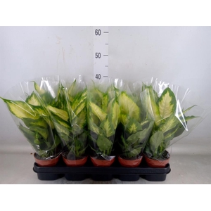 Dieffenbachia  'Camilla'