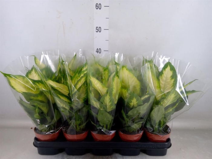 <h4>Dieffenbachia  'Camilla'</h4>