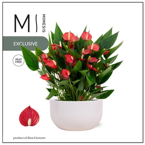 Mimesis Anthurium KARMA Million Flower red - Saskia White 26cm
