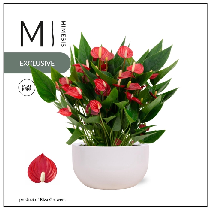 <h4>Mimesis Anthurium KARMA Million Flower red - Saskia White 26cm</h4>