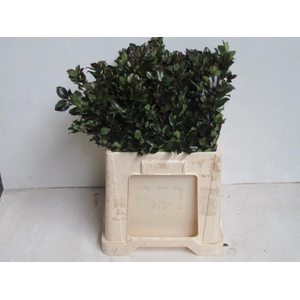 Ilex Bl M Blu Prince 60 Cm
