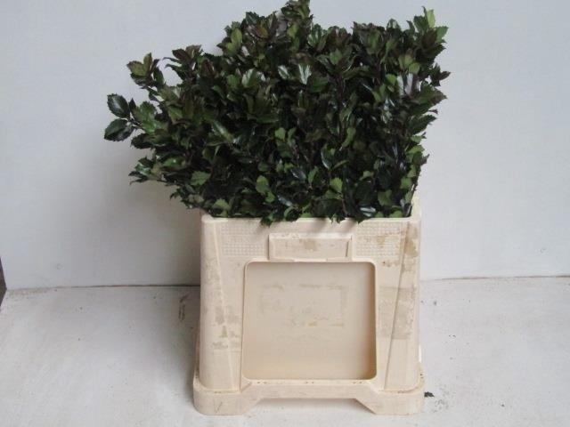 <h4>Ilex Bl M Blu Prince 60 Cm</h4>