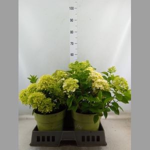 Hydrangea pan.
