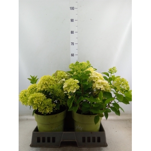 Hydrangea pan.