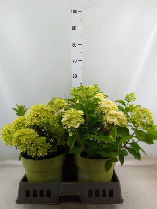 <h4>Hydrangea pan.</h4>