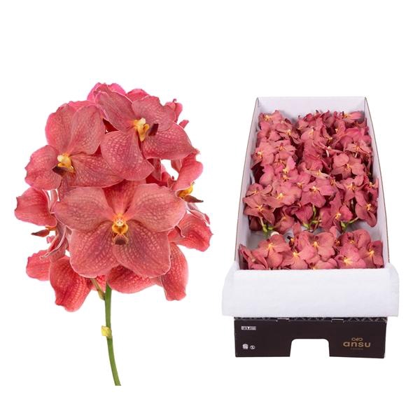 <h4>Vanda Nitaya Salmon</h4>