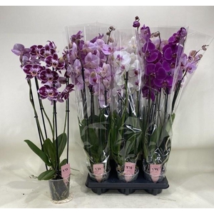 PHAL GEM