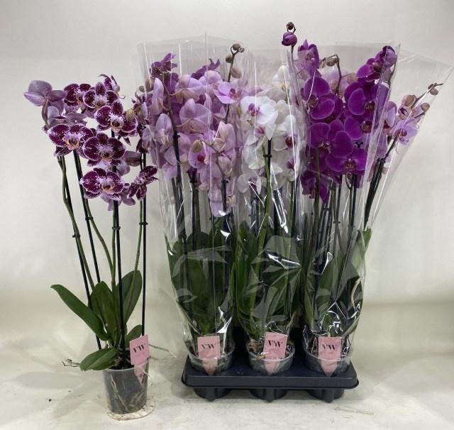 <h4>PHAL GEM</h4>